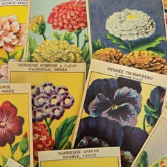 25 Random Antique French Flower Seed Labels
