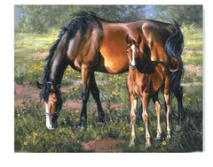 6 BEAUTIFUL HORSE HORSES & COLTS EQUESTRIAN STICKERS 3 DESIGNS USA MADE #28b