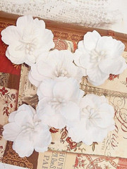 SOLITUDE 6 Pack WHITE with Centre – PAPER – 50-55mm Manor House ConB