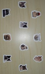 500 Mini Cute Cat Meme Stickers – Kitty Decals Phone Water Bottles Laptops
