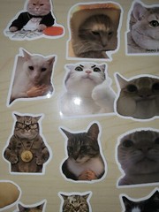50 Cat Meme Stickers Kitty Faces Cute Cats Decals Laptop Phone Water Bottle