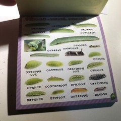 Japanese Caterpillar Stickers book 250 Stickers Shogakkan NEO