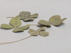 Real Dried & Pressed Four Leaf Clovers Set of 4 Natural Untreated USA Grown