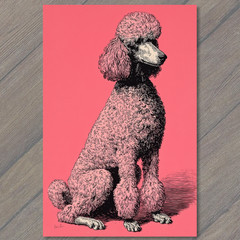 STICKER Pink Poodle Fancy Dog Retro Style Curly Hair Sitting Pink Background F