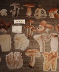 Mushroom Stickers Transparent Edges Lot #1 – 25 pcs. *Sticker sizes are mixed*