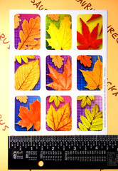 Fall Leaves Eureka Sticker Sheet