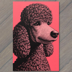 STICKER Pink Poodle Closeup Curls Elegant Dog Retro Etching Style Bright Pop A