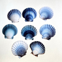 Blue Scallop Seashell Cardstock Stickers Ocean Beach Junk Journals Collage