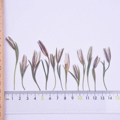 12PCS Real Pressed Dried flower, bud flower with stem leaves for art,craft FCD49