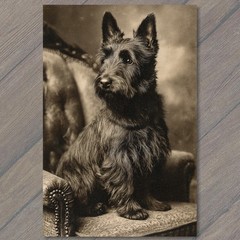 STICKER Scottish Terrier Dog Portrait Antique Armchair Moody Noir Monochrome