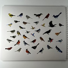 Creative Spark by Cupkin Bird Sticker Activity Book for Kids – 500+ Stickers NEW