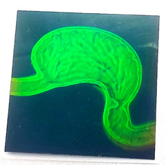 VTG Polaroid 3-D 90’s Holograms Prototypes – Dissected Human Stomach 3×3″