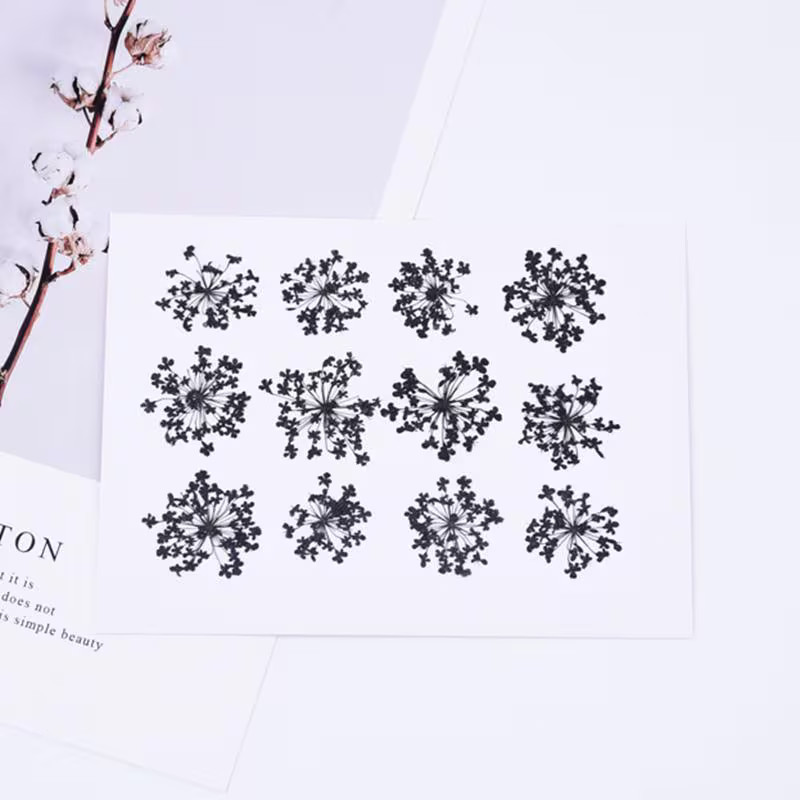 12PCS real Pressed Queen Anne’s Lace Flower dyed black for Halloween Craft FCD17