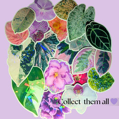 Orchid Flower Sticker Bundle, Large Stationary Set of 7, Sticker Sheets, Holo