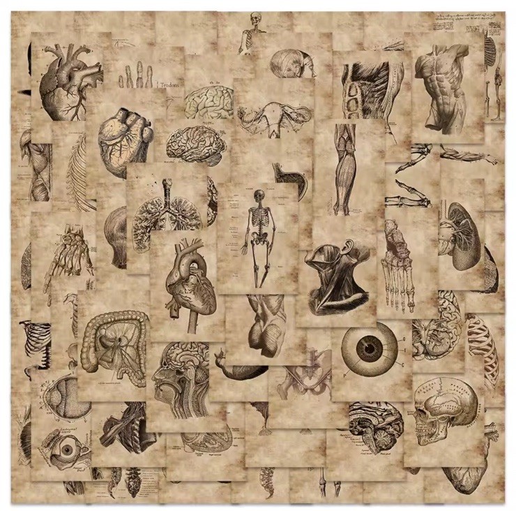 56pcs Human Anatomy & Physiology Vinyl Stickers Vintage Medical Student Notebook