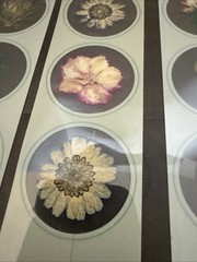 Lot Of 8 REAL Pressed Flowers Stickers Vintage Victorias Garden Scrapbook-22