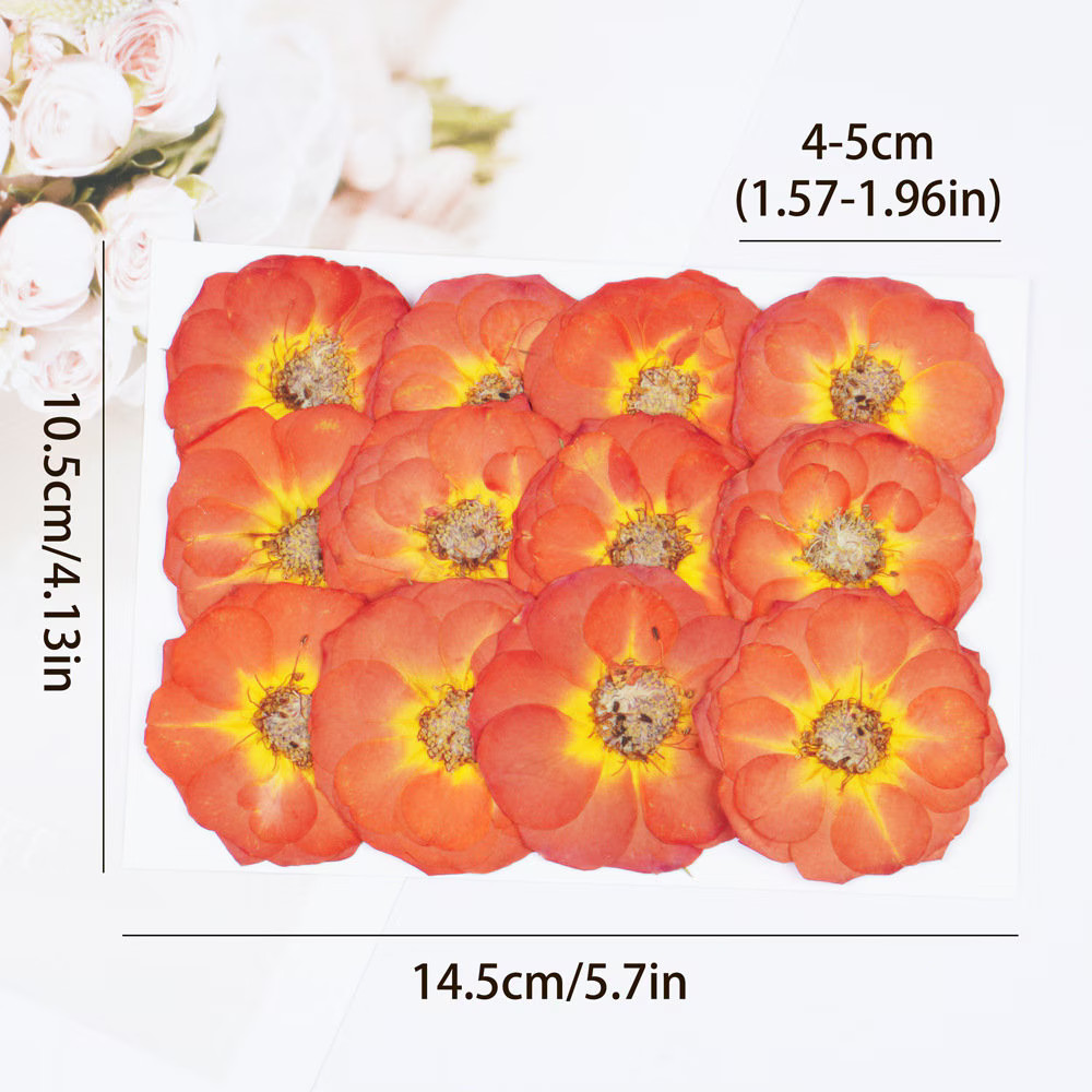 12PCS Real Pressed Dried Orange Rose flower head for art Craft FCD15