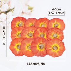 12PCS Real Pressed Dried Orange Rose flower head for art Craft FCD15