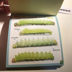 Japanese Caterpillar Stickers book 250 Stickers Shogakkan NEO