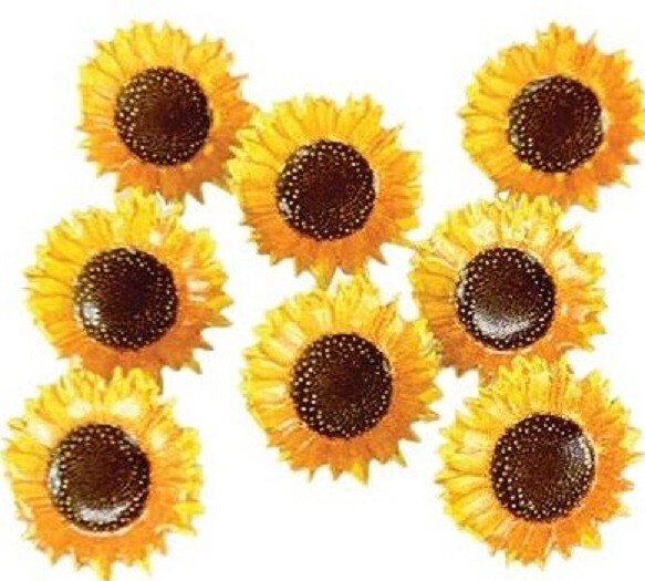 Sunflowers, Decorative Scrapbook Brads – Eyelet Outlet #B127
