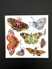 Violette Stickers Night Moths Crafts Planner Supply Scrapbook