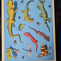 Heartline Reptiles & Amphibians Scrapbooking Stickers 3 Sheets Multicolor
