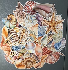 25 sea shell sticker pack, sticker bundle, ocean stickers, journal, scrapbook