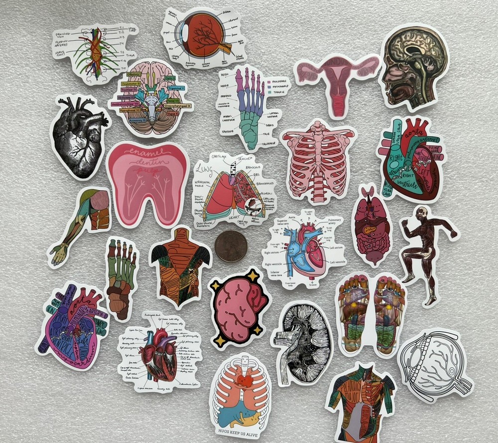 Medical Student Human Body Stickers (25)