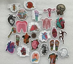 Medical Student Human Body Stickers (25)
