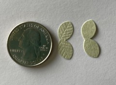 LIGHT GREEN LEAF DUO Die-cut Embellishment(20pc)Jolee’s•Flower•Garden•Stem•Bush