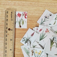 100 Mini Nature Botanical Prints on Cardstock Flowers Floral Vintage Pictures