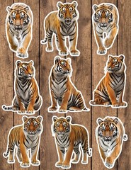 Tiger Die Cut Vinyl Stickers Set Scrapbooking Laptop Waterbottle