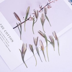 12PCS Real Pressed Dried flower, bud flower with stem leaves for art,craft FCD49