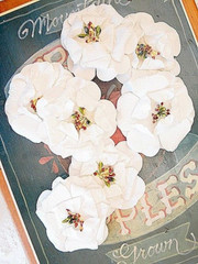 APPLE BLOSSOMS 6 Pack WHITE with Centre – PAPER – 50-55mm Manor House ConB