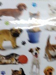 American Greetings Cute Cats & Dogs Stickers 3 Sheets