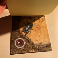 Beetle and Stag Beetle Japanese Stickers book 275 Stickers Shogakkan Neo