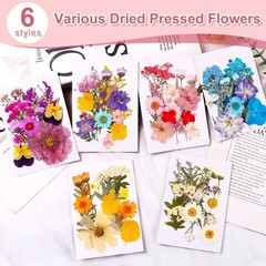 Pressed Dried Flowers for Resin Crafting, Natural Preserved Petals & Leaves f…