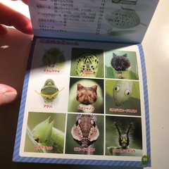 Japanese Caterpillar Stickers book 250 Stickers Shogakkan NEO