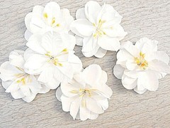 SPRINGTIME 6 Pack WHITE with Centre – PAPER – 50-55mm Manor House ConB