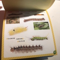 Japanese Caterpillar Stickers book 250 Stickers Shogakkan NEO