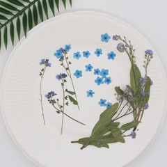 12PCS real Pressed dried forget me not flowers with Stem leaves FHT31