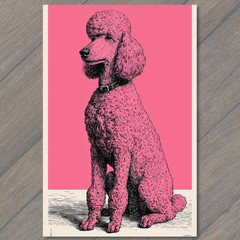 STICKER Poodle Pink Fur Black Collar Dog Retro Drawing Vintage Style Graphic