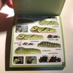 Japanese Caterpillar Stickers book 250 Stickers Shogakkan NEO