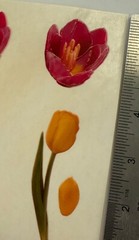 Vintage Magic Wax Pink Yellow Tulip Petals Green Stem Flower Scented Sticker Lot