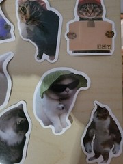 50 Cat Meme Stickers Kitty Faces Cute Cats Decals Laptop Phone Water Bottle