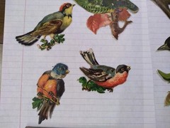 beautiful bird lot birds diecuts die cuts old vintage or antique scrapbooking