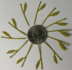 GREEN MID DAISY STEM Die-cut Embellishment(15pc)Jolee’s •Flower•Garden•Leaf•Stem