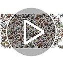 100pcs Jurassic Dinosaur Stickers Waterproof Vinyl Decals for Kids Laptop Bottle