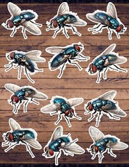 House Fly Die Cut Vinyl Stickers Set Scrapbooking Laptop Waterbottle