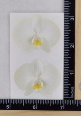 Mrs Grossman WHITE ORCHID Stickers 1/2 Sheet DISCONTINUED